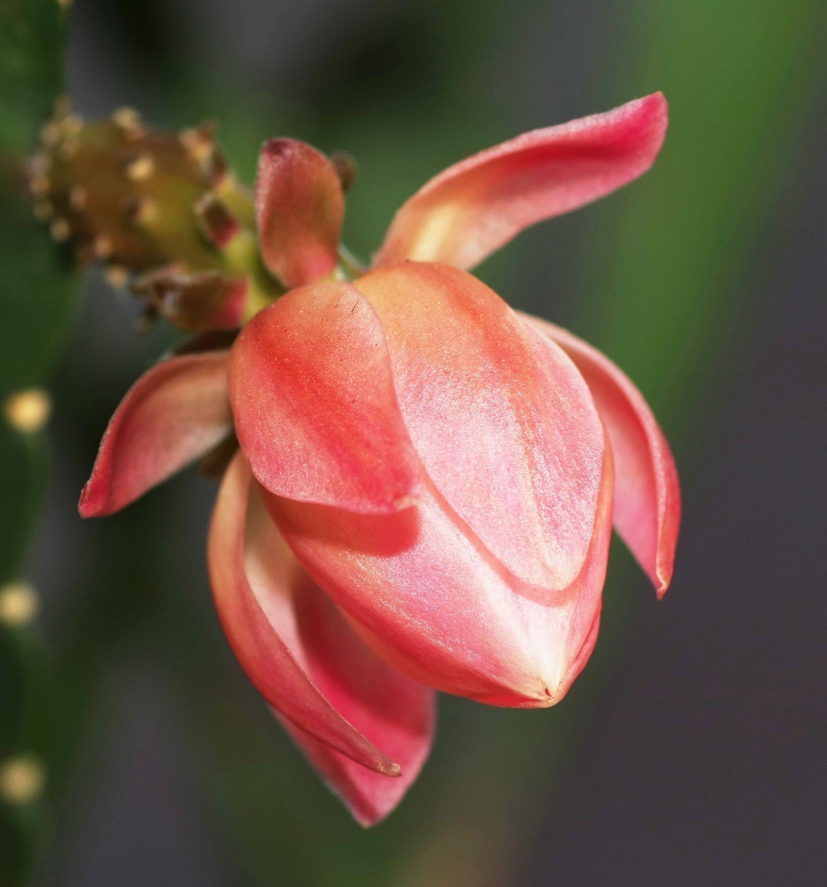 小花