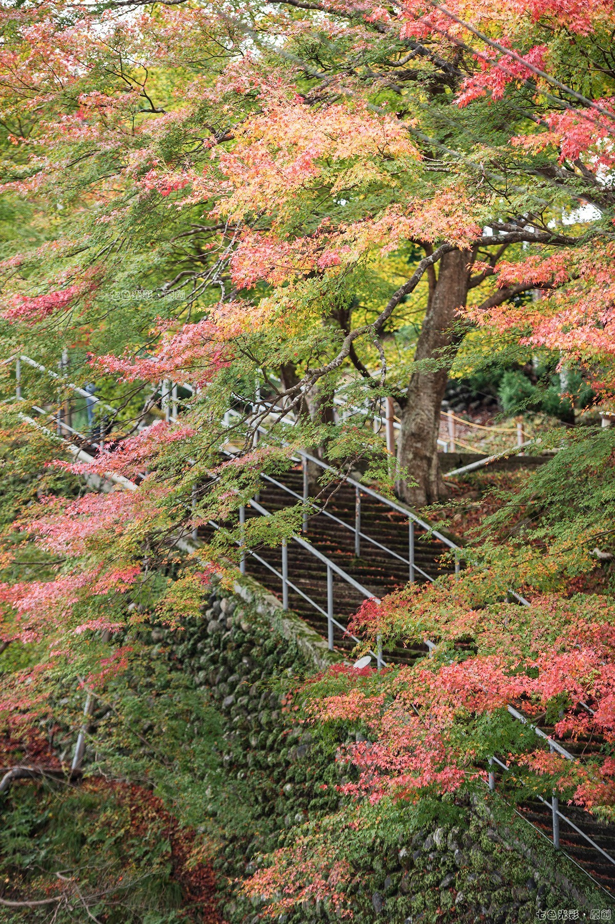 枫叶狩1——鹿苑寺、天满宫