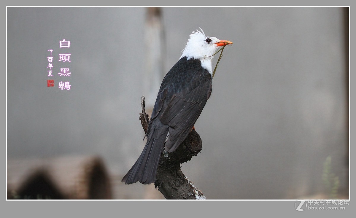 白头黑鹎170603(3)