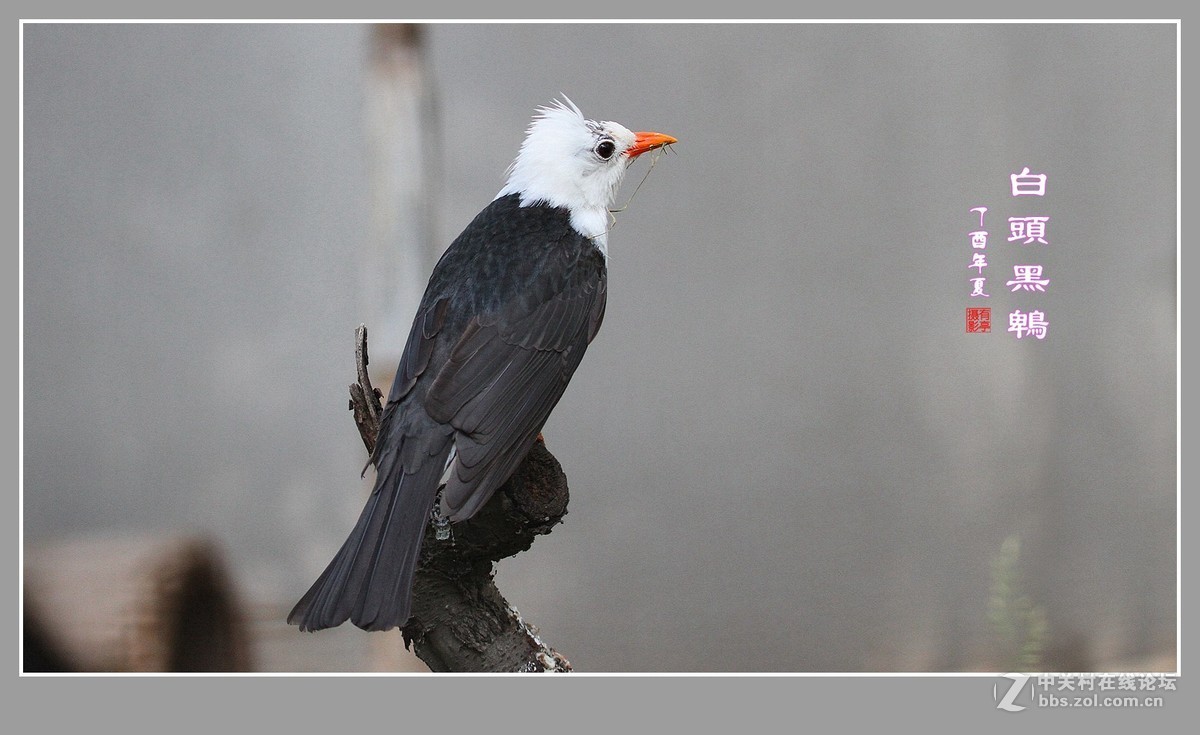 白头黑鹎170603(3)