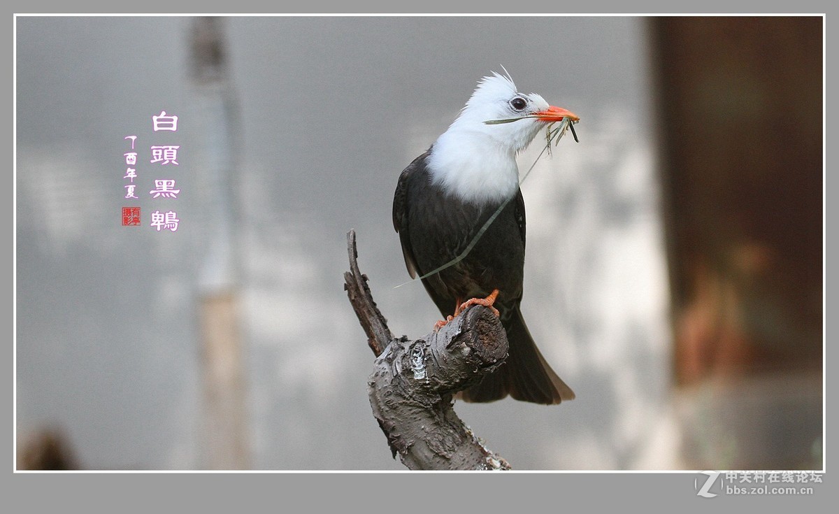 白头黑鹎170603(3)