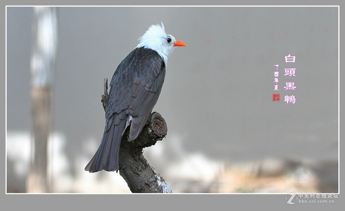 白头黑鹎170603(3)