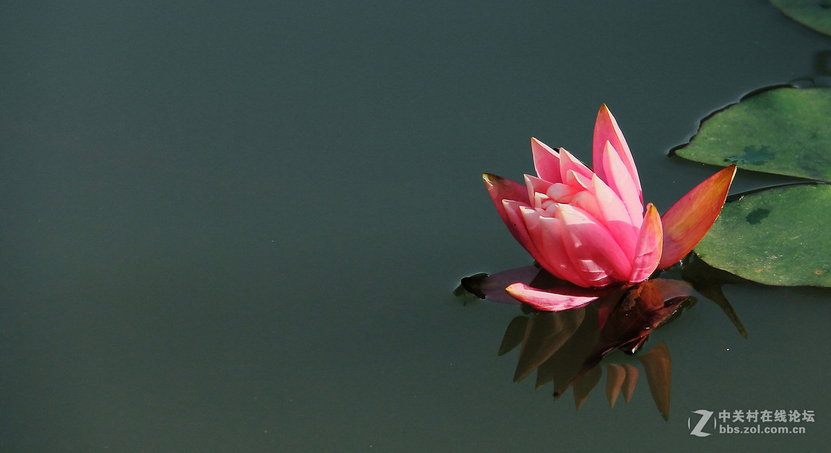 粉红的睡莲。