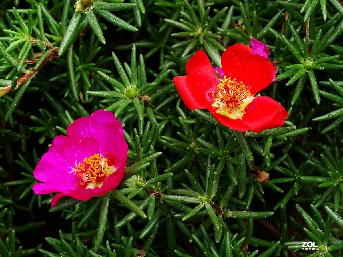 蚂蚱菜花——1