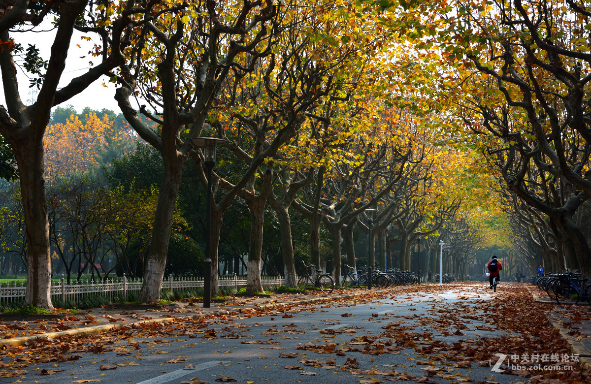 校 园 之 秋 系 列 — 上海复旦（二）