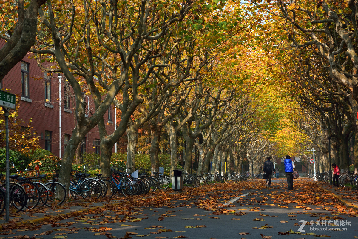 校 园 之 秋 系 列 — 上海复旦（三）