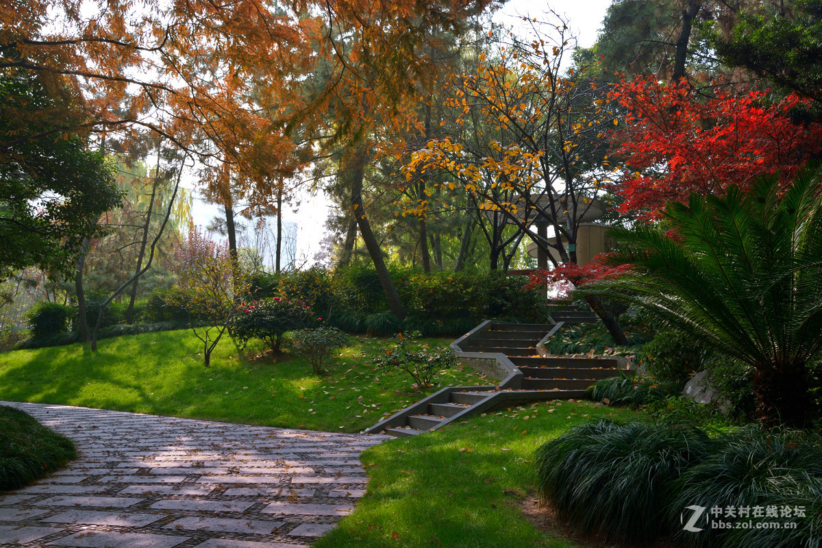 校 园 之 秋 系 列 — 上海复旦（三）