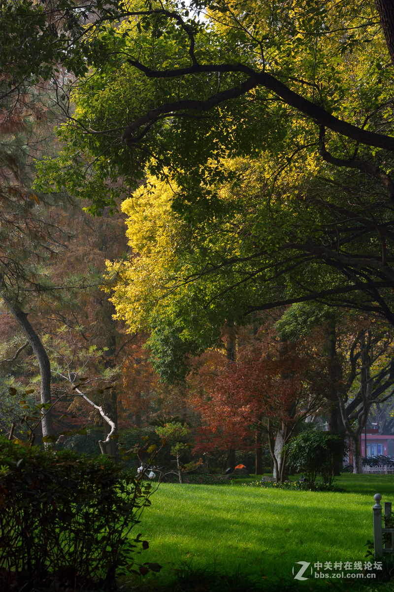 校 园 之 秋 系 列 — 上海复旦（三）