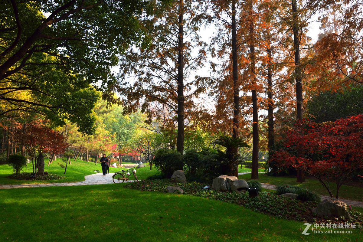 校 园 之 秋 系 列 — 上海复旦（三）