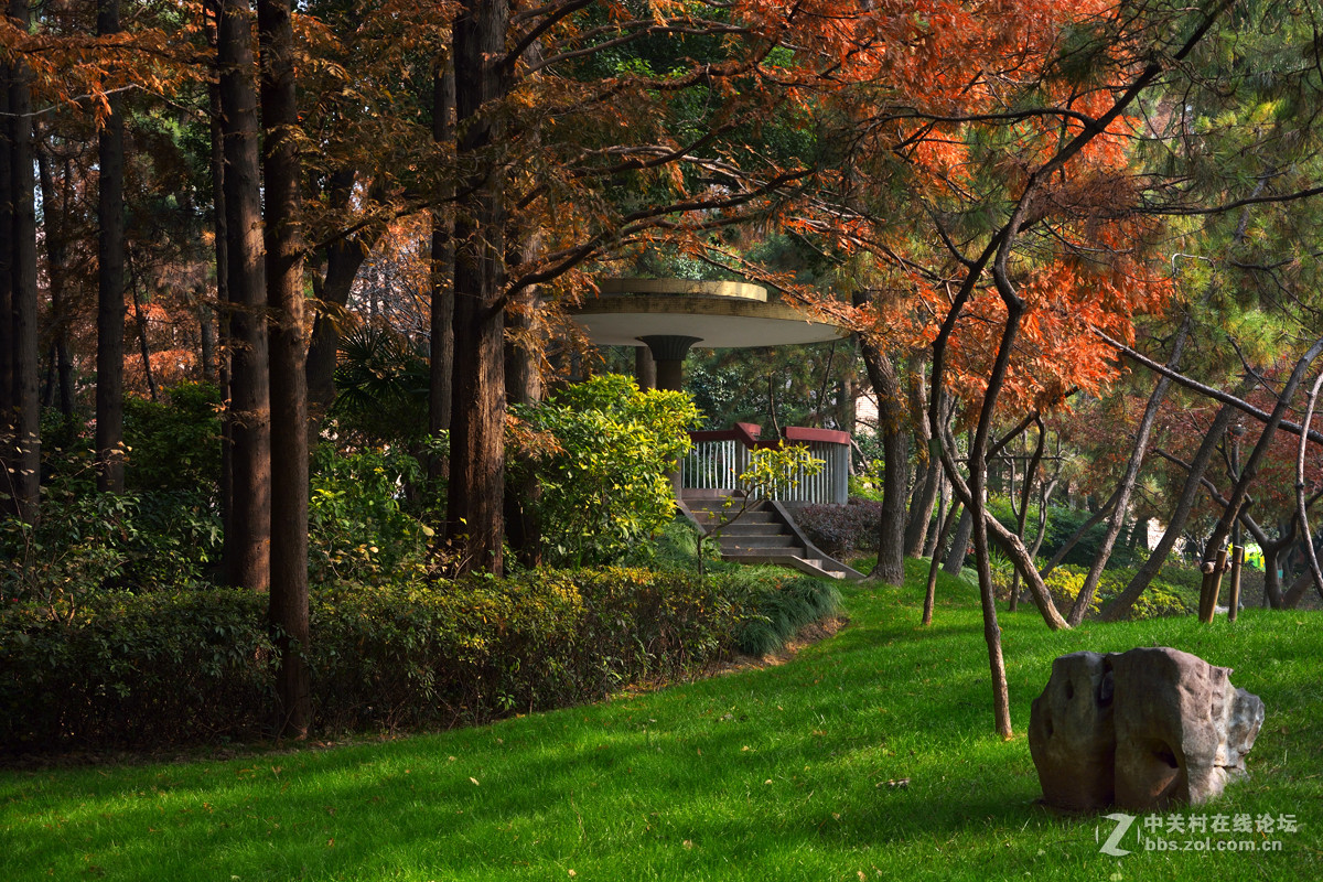 校 园 之 秋 系 列 — 上海复旦（三）