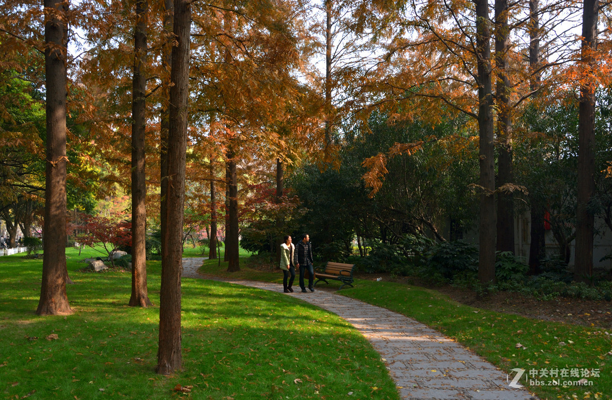 校 园 之 秋 系 列 — 上海复旦（三）
