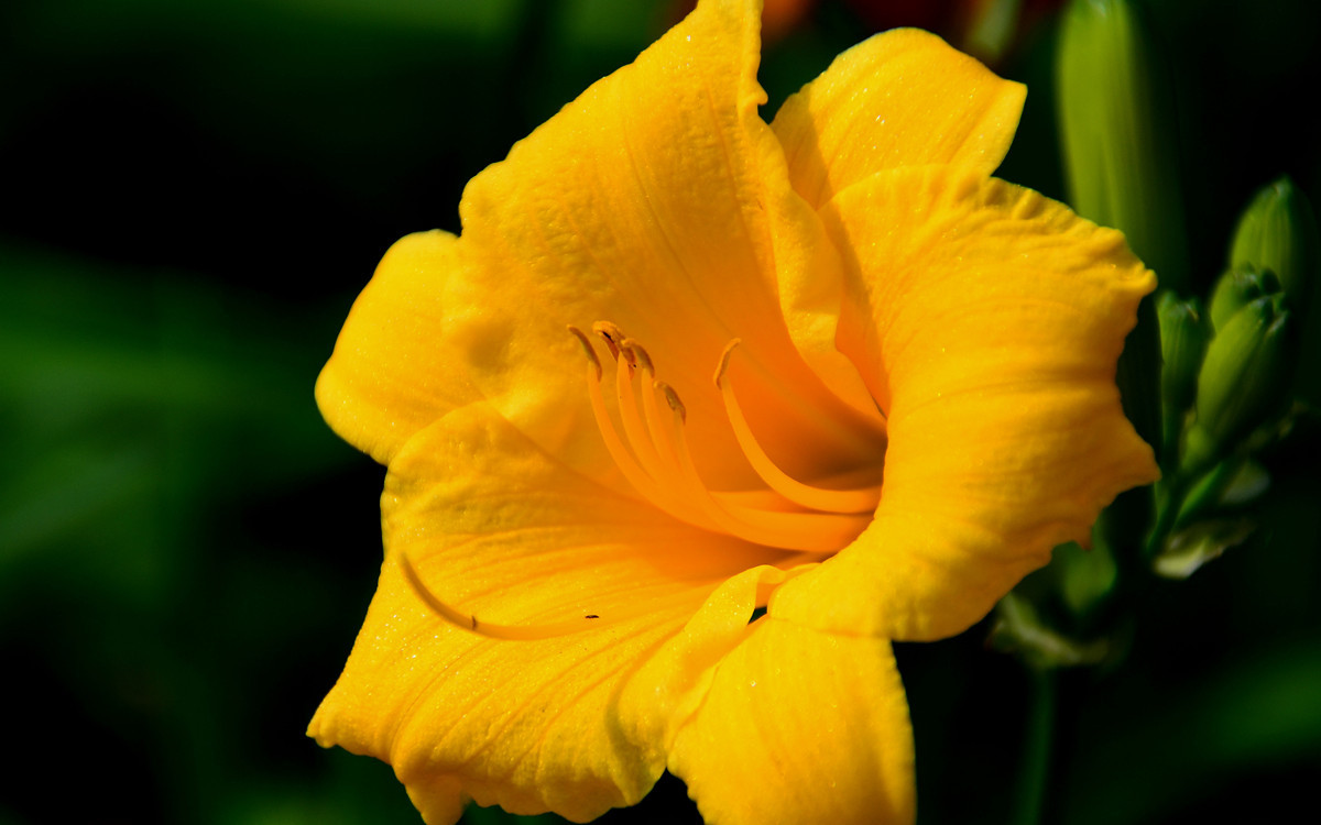 无主题随拍~~夏花也精彩