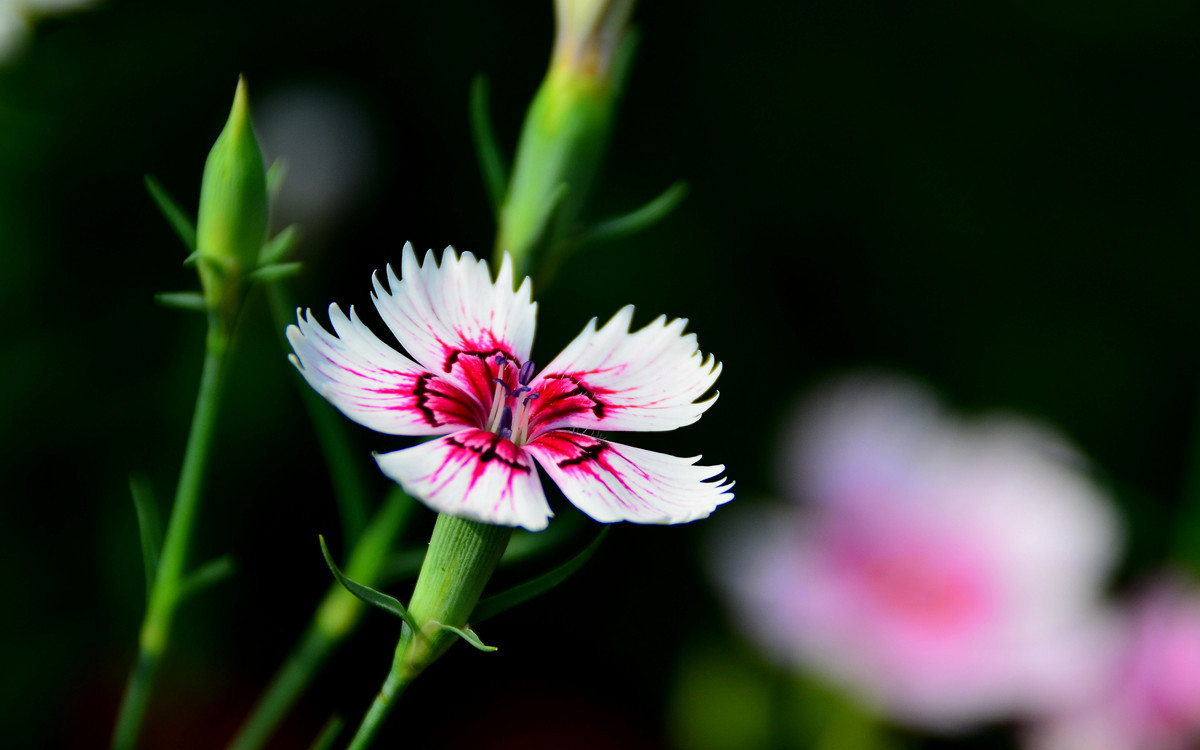 无主题随拍~~夏花也精彩