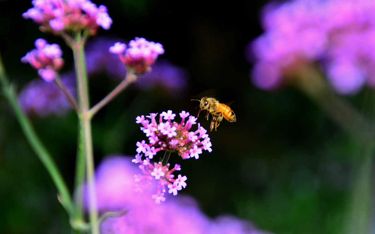 无主题随拍~~夏花也精彩