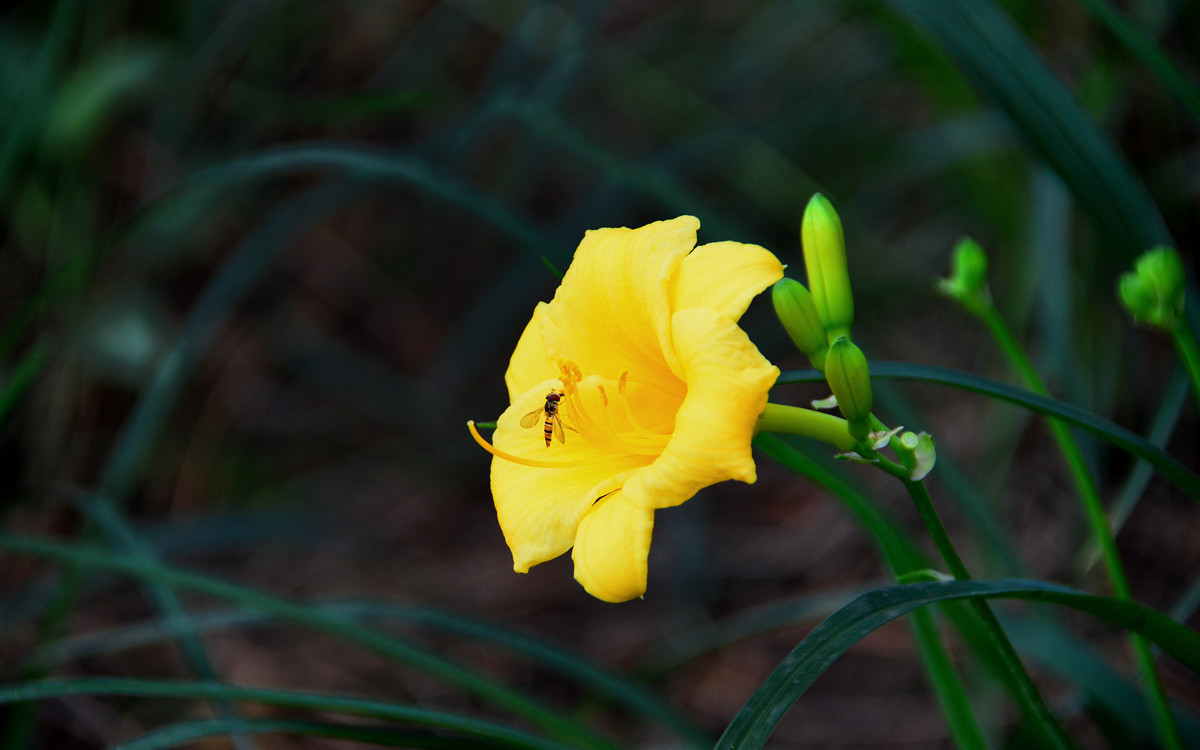 无主题随拍~~夏花也精彩