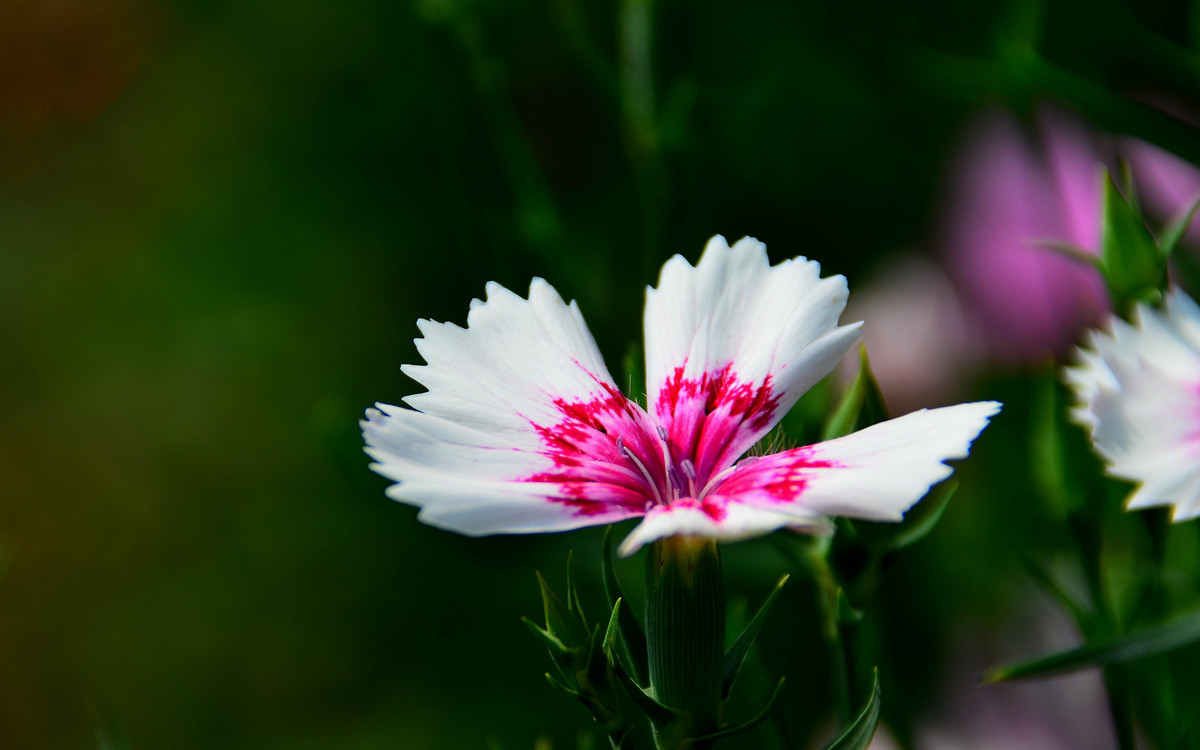 无主题随拍~~夏花也精彩