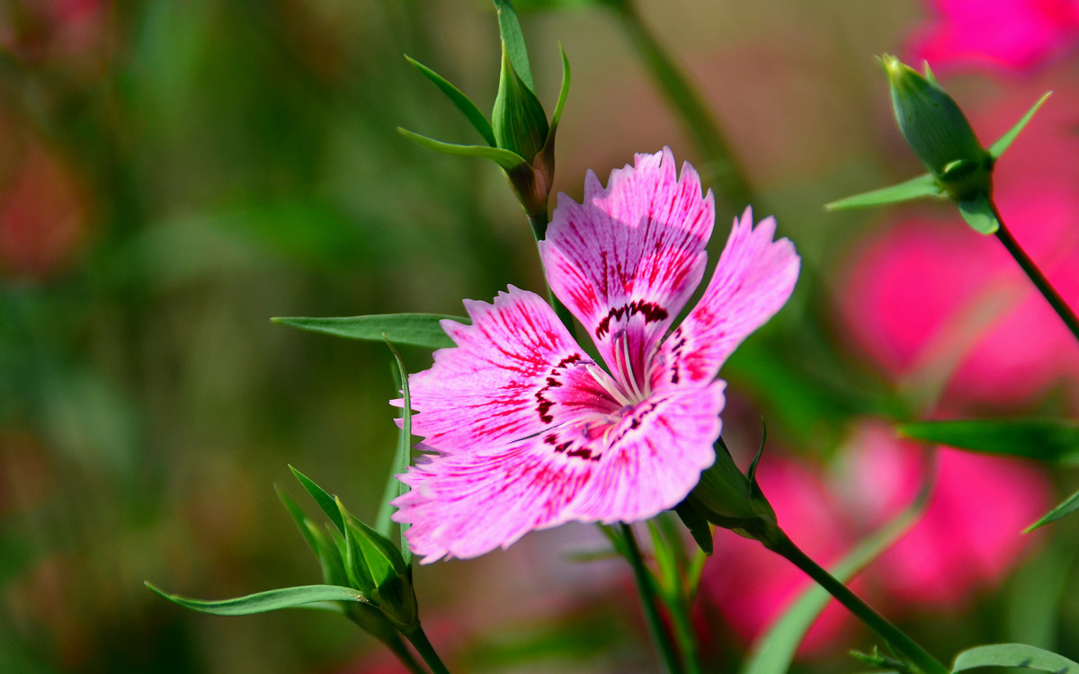 无主题随拍~~夏花也精彩