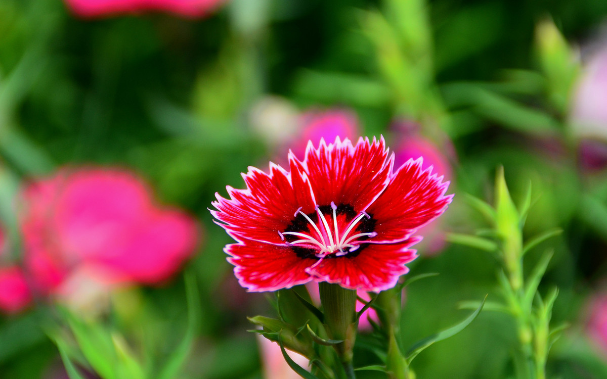 无主题随拍~~夏花也精彩