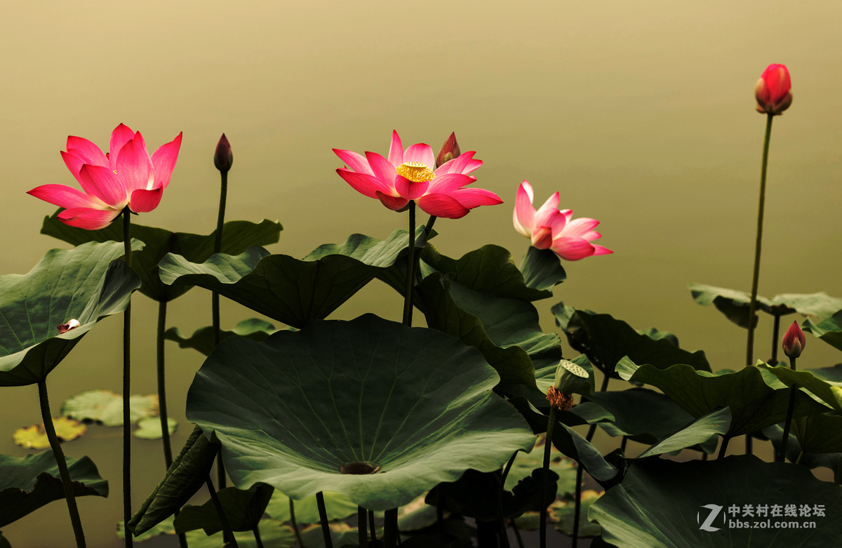 荷花（二）