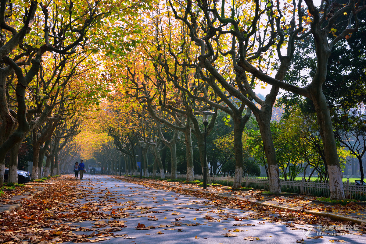 校 园 之 秋 系 列 — 上海复旦（三）