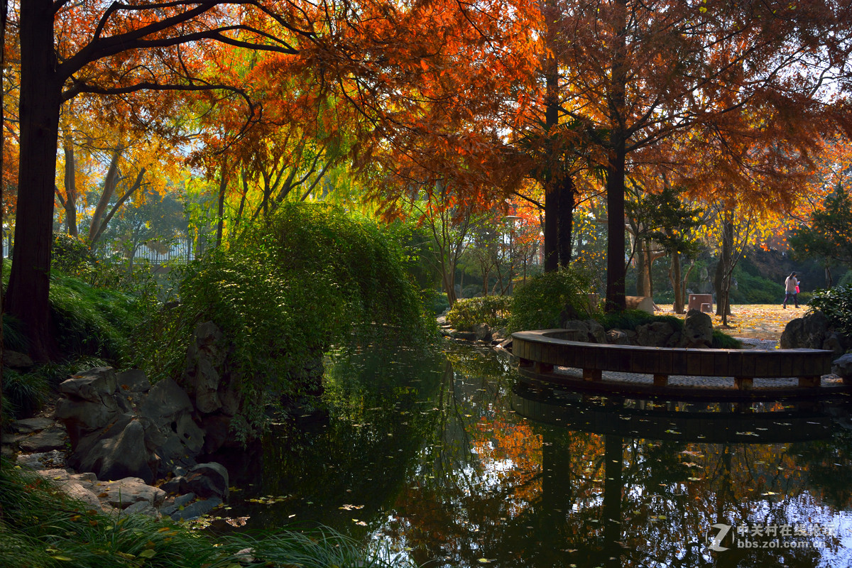 校 园 之 秋 系 列 — 上海复旦（三）