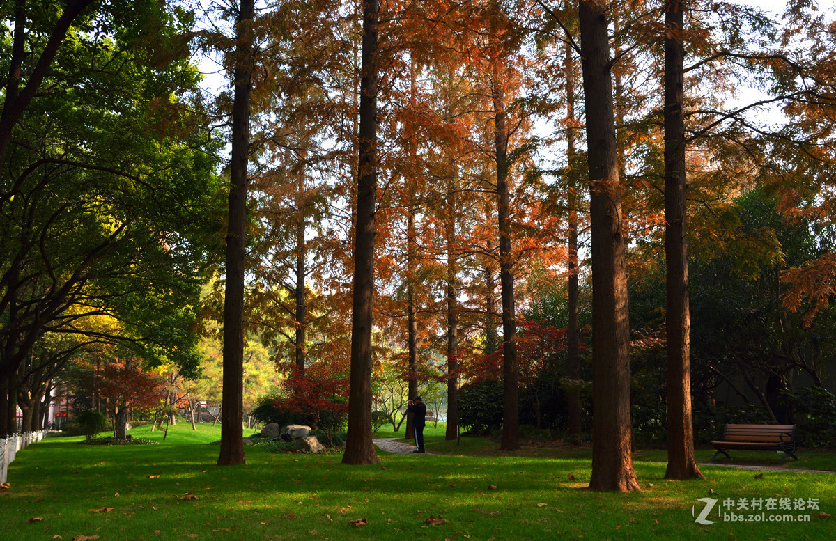 校 园 之 秋 系 列 — 上海复旦（三）