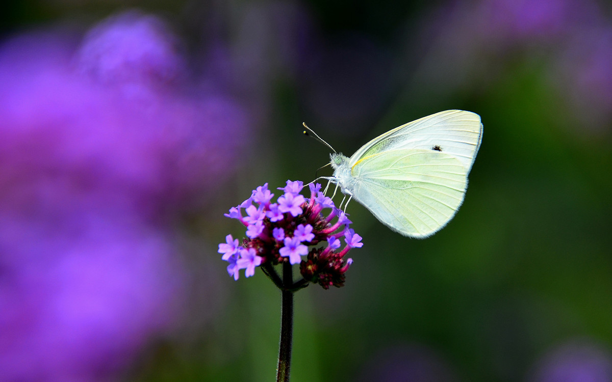 无主题随拍~~夏花也精彩