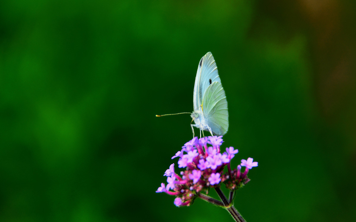 无主题随拍~~夏花也精彩
