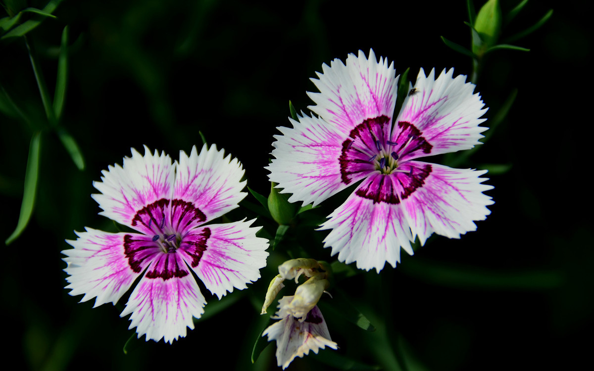 无主题随拍~~夏花也精彩