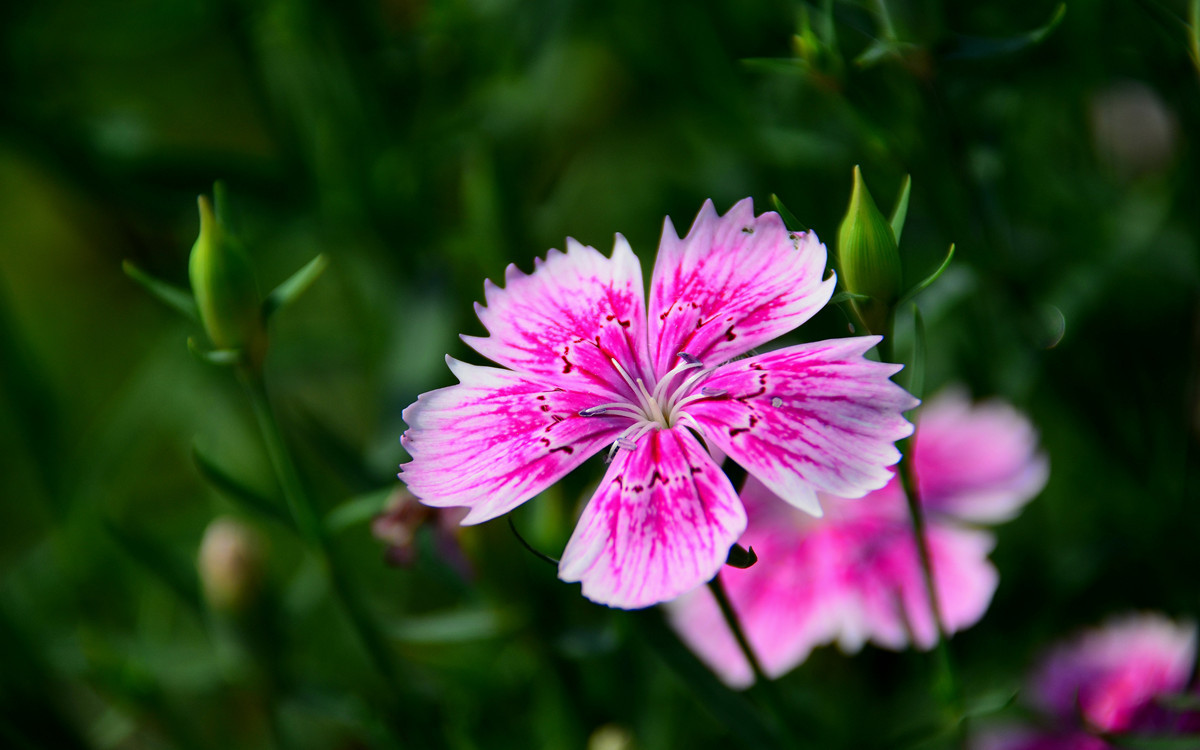 无主题随拍~~夏花也精彩