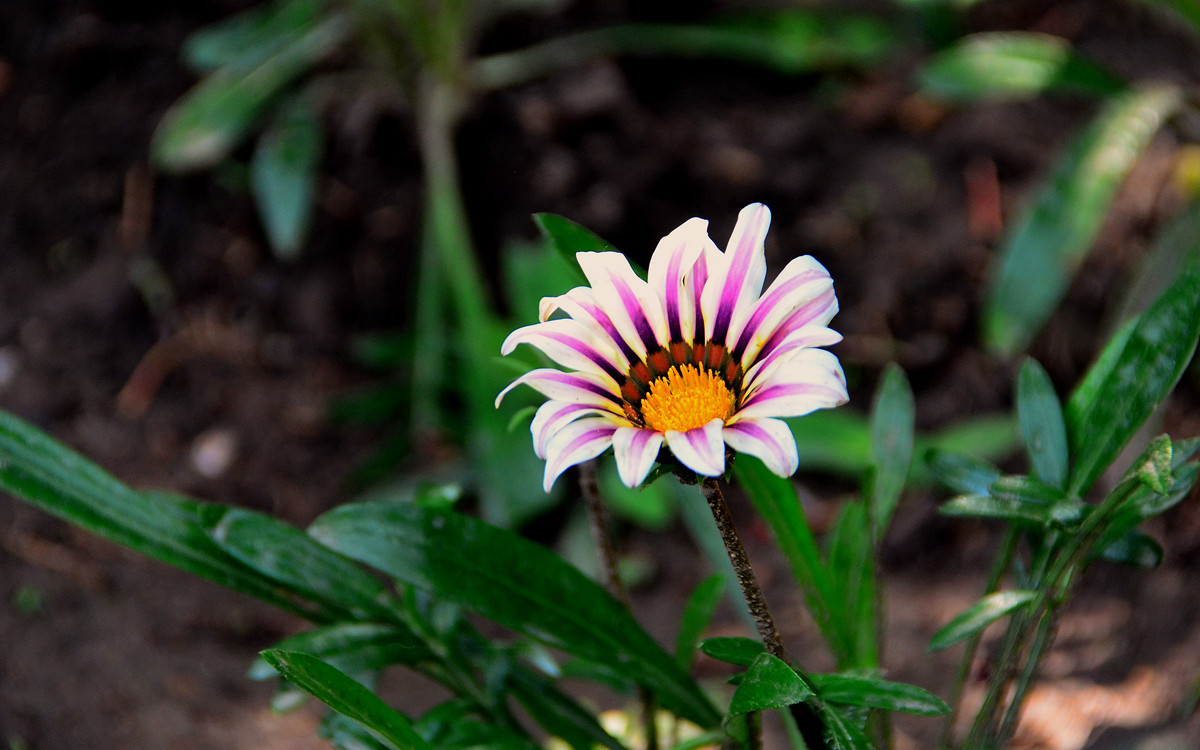 无主题随拍~~夏花也精彩