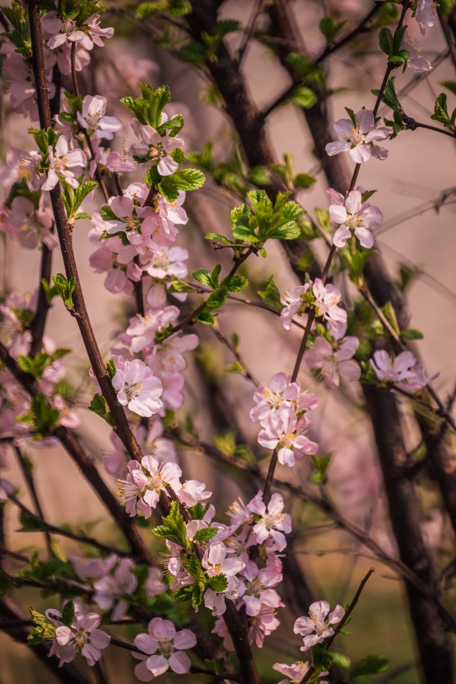 竹外桃花三两枝