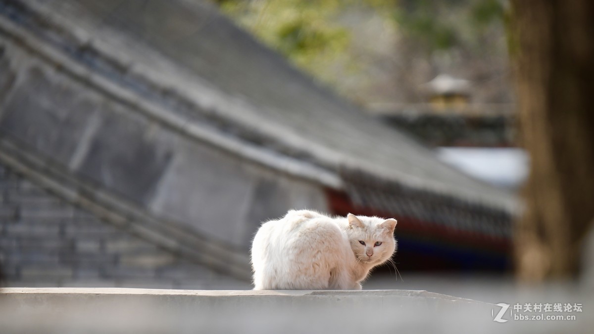 猫---大觉寺