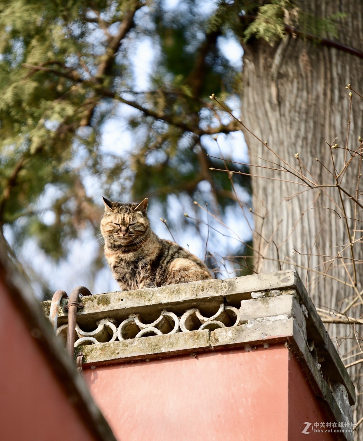 猫---大觉寺