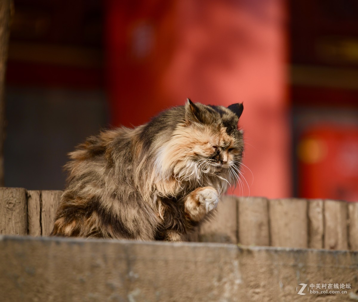 猫---大觉寺
