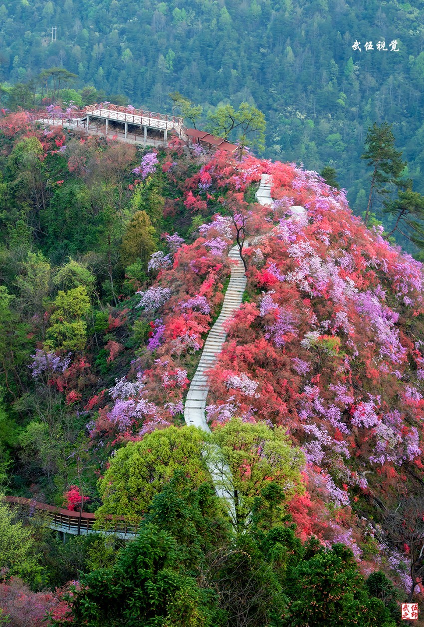 映山红开春意浓