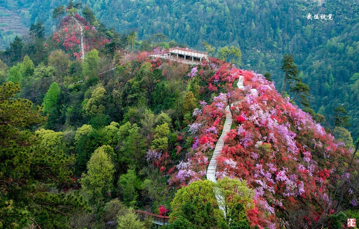 映山红开春意浓