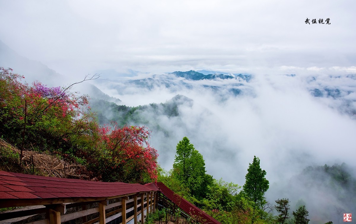映山红开春意浓