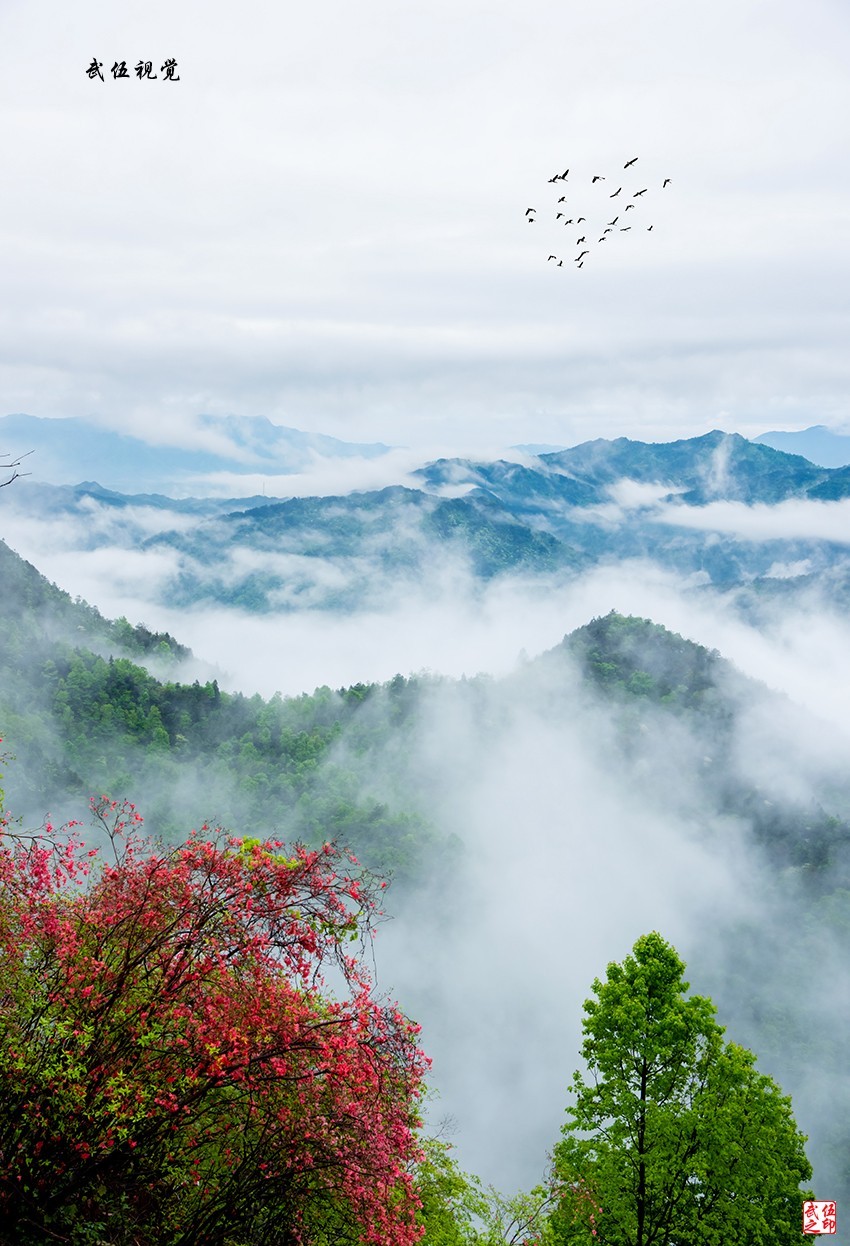 映山红开春意浓
