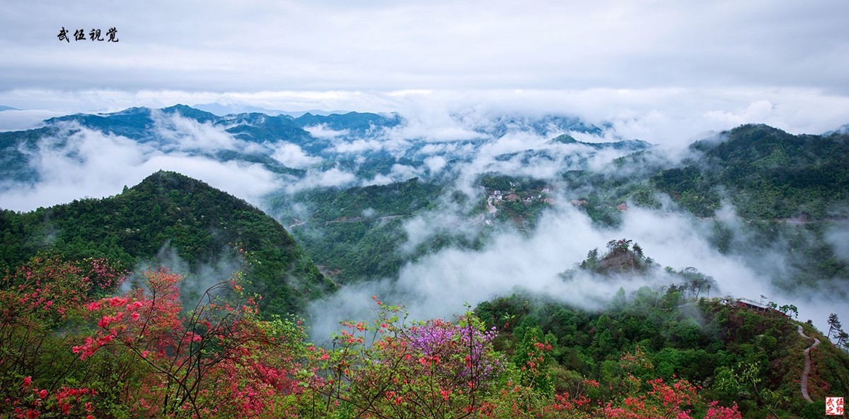 映山红开春意浓