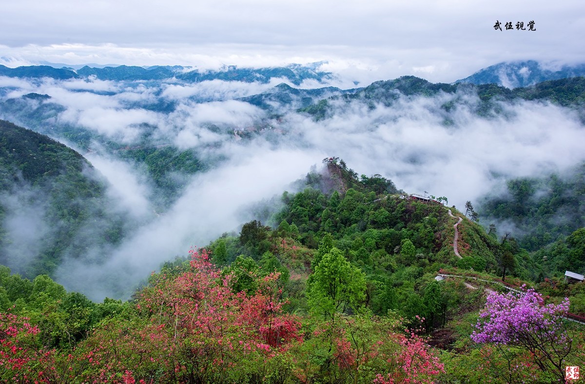映山红开春意浓