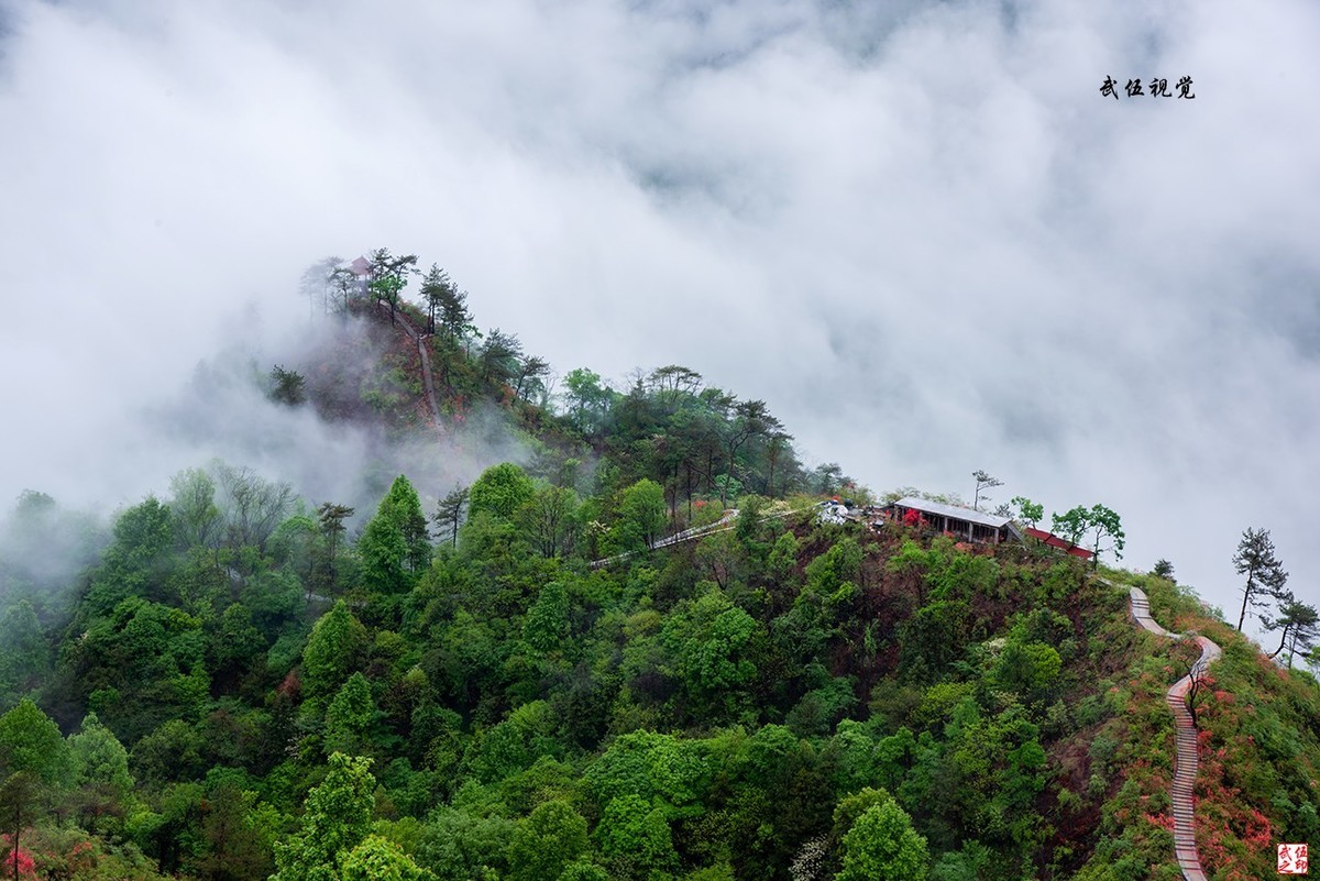 映山红开春意浓