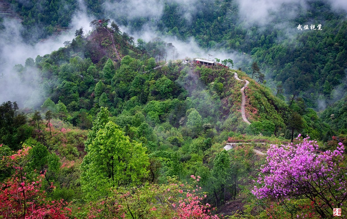 映山红开春意浓