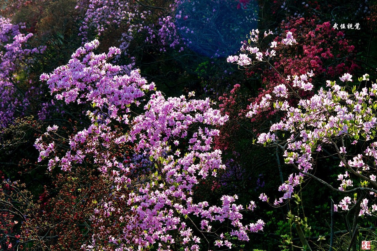 映山红开春意浓