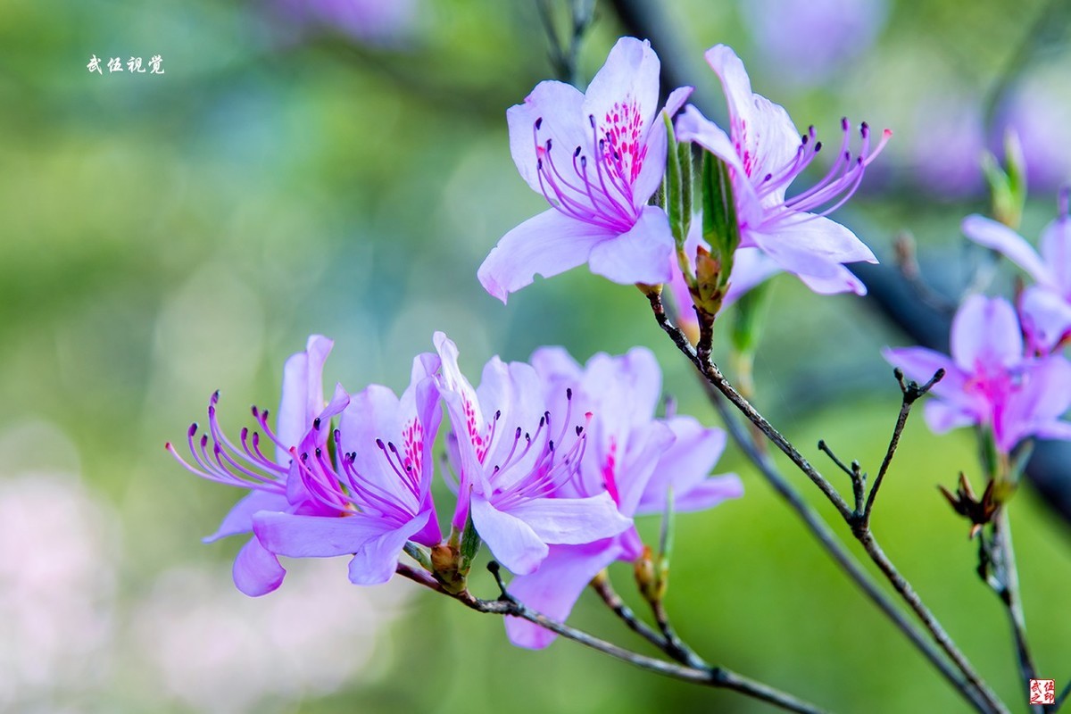 映山红开春意浓