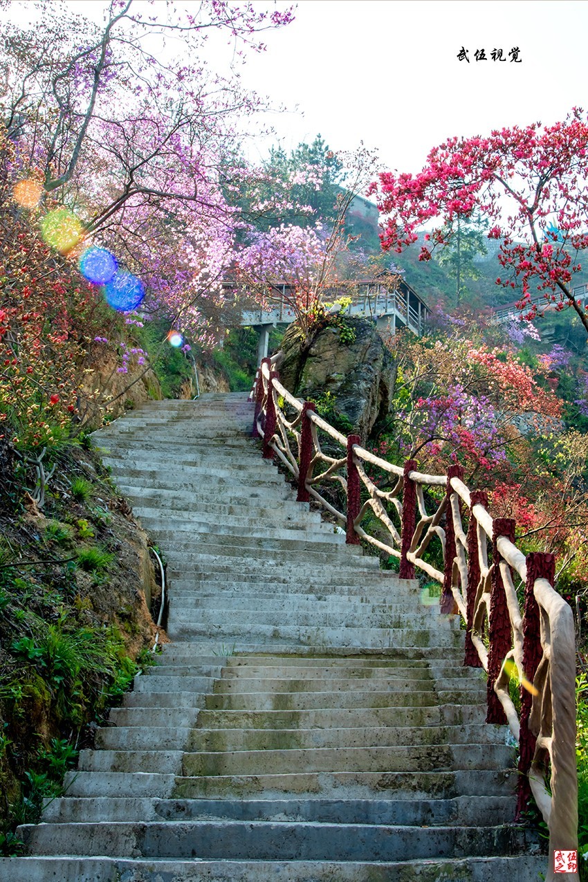 映山红开春意浓