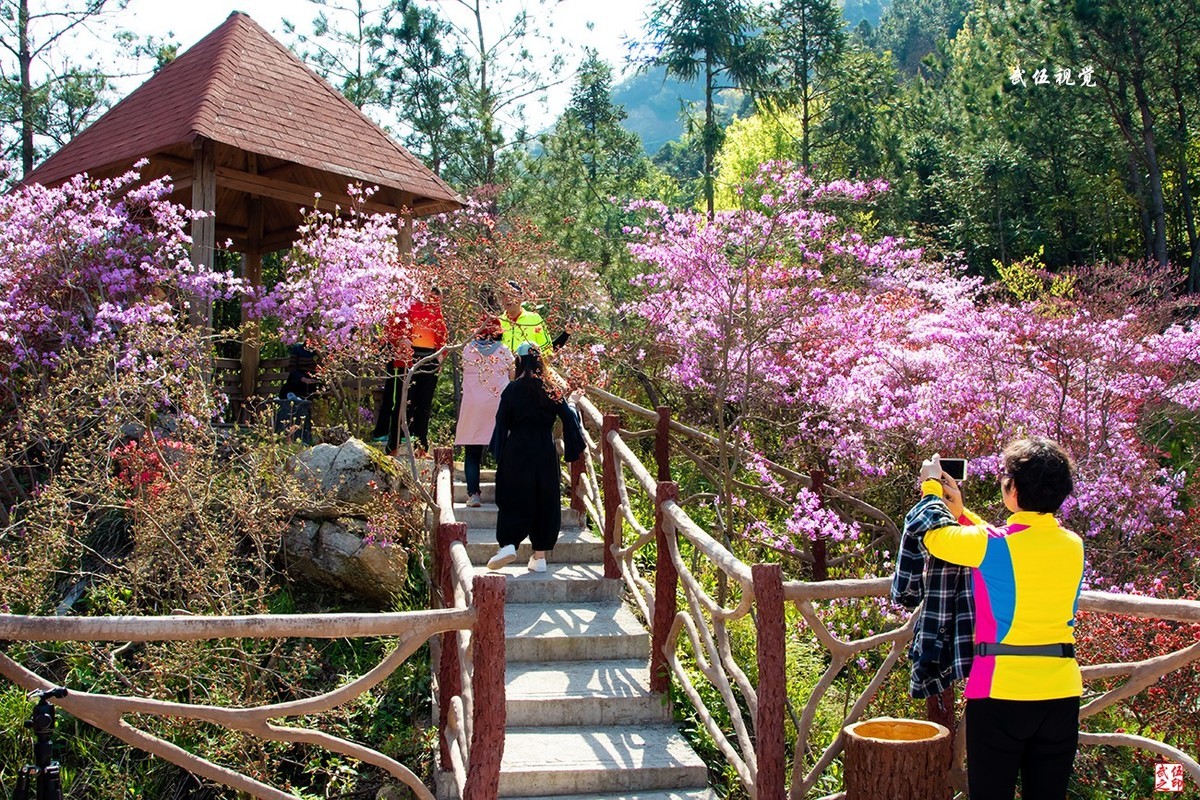 映山红开春意浓