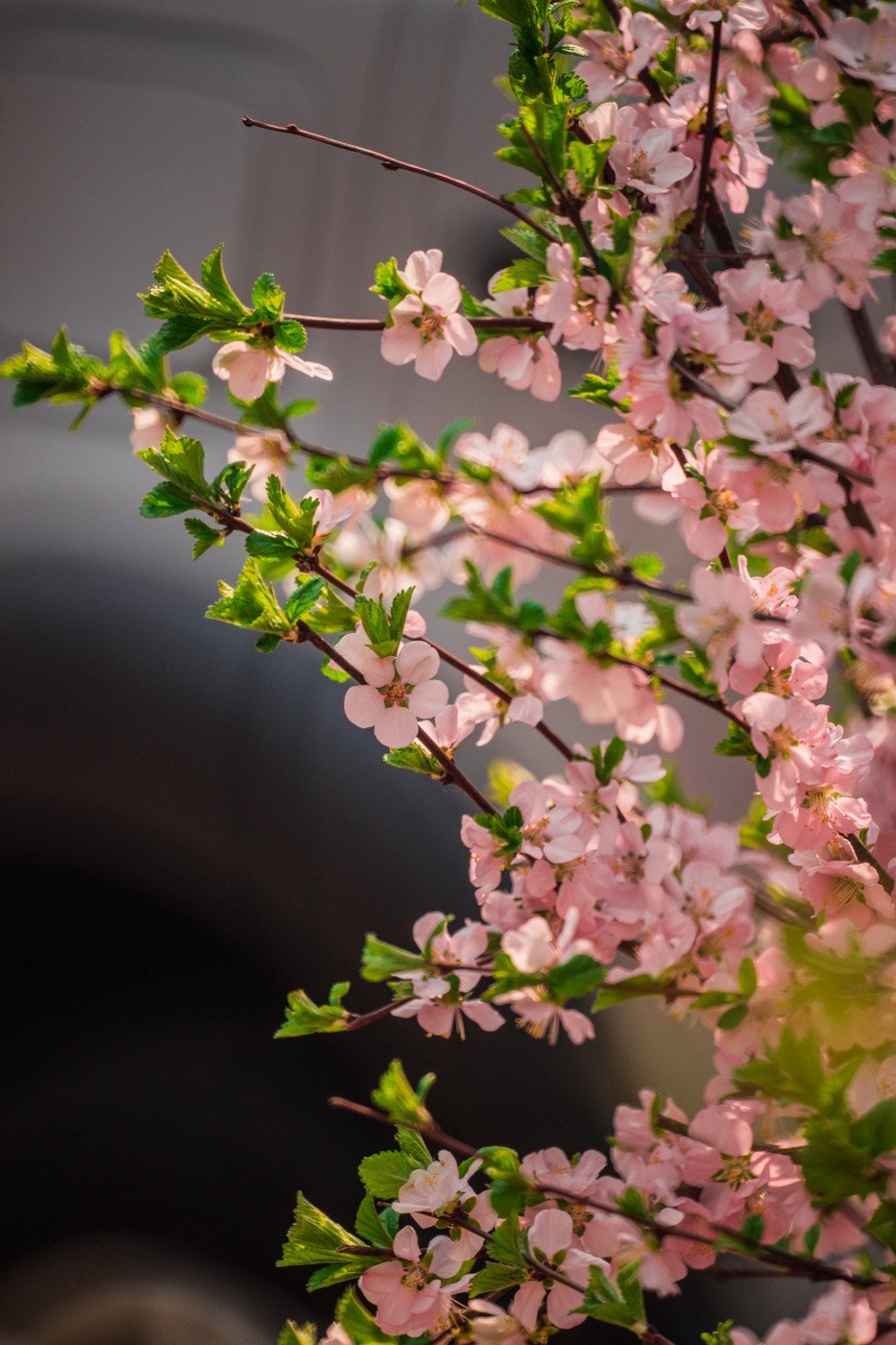 竹外桃花三两枝