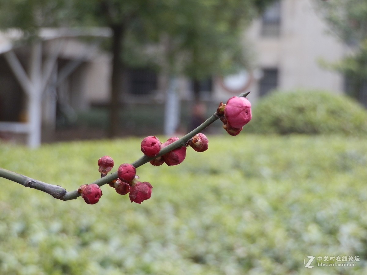 迎春的红梅花儿开（奥林巴斯sp610uz拍）