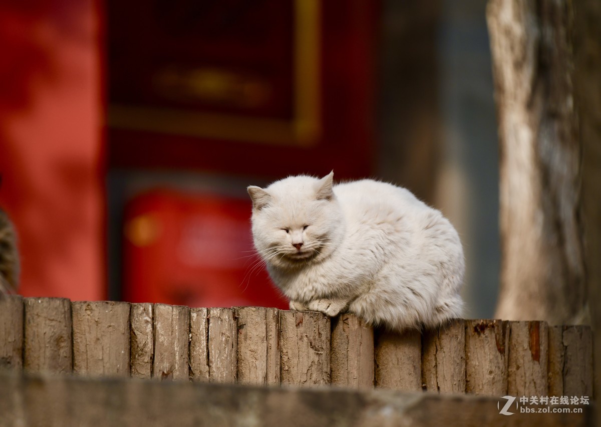 猫---大觉寺